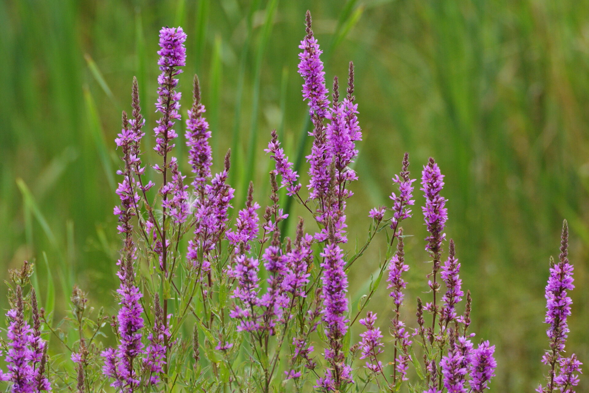 Purple loosestrife is an invasive wetland plant